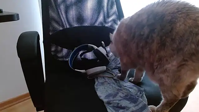 z3phs1337M 在線直播表演