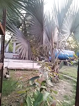 Pitercomのウェブカメラショー