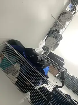 ZF-Athlete Chat XXX in diretta