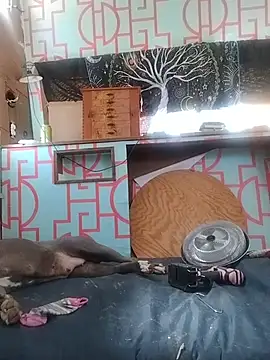 Biknight 网络视讯表演