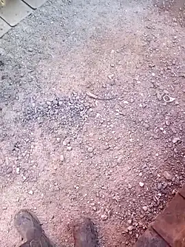 pervertidonegro webcam show