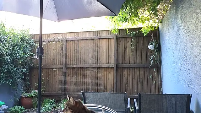 TopsyWilde's Live XXX Chat