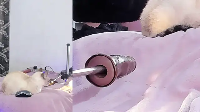 lacii_lost 现场XXX聊天