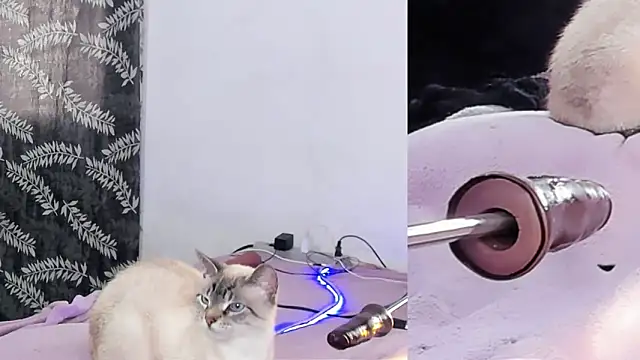 lacii_lost Obrolan Langsung XXX