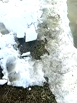 _uncle_Mitya-43_: вебкам-шоу