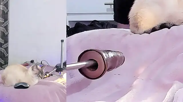 lacii_lostn Live XXX chat