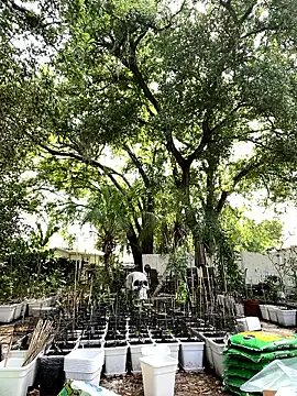 ADRIANNA_FOX 라이브 XXX 채팅