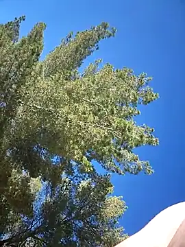 Pertunjukan Kamera Web Csirhc