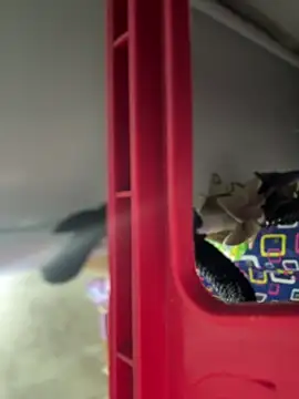 Mila_Morgan: απευθείας συνομιλία ΧΧΧ