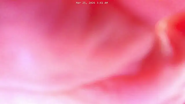 ashleywowmeown Live XXX chat