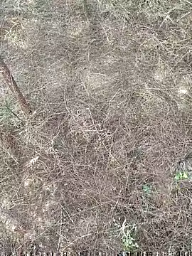 Gopal1243: διαδικτυακό σόου στην κάμερα