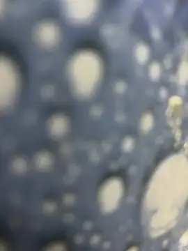 bunny_BBC webcam show