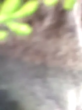 Saishaa লাইভ XXX চ্যাট