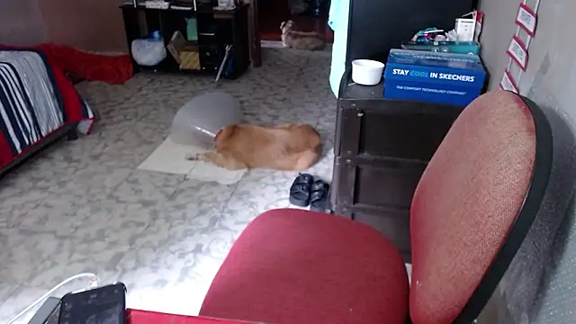 Živý XXX chat Barbiegomez