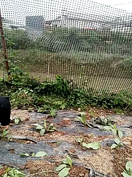 Pertunjukan Kamera Web linda_bae00