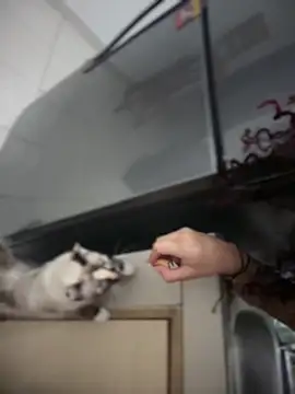 Woo_isDaphne Live XXX Chat