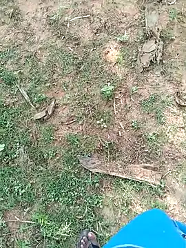 Webkamerová show dolphiinn