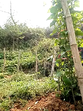 ngan-cute Chat XXX live