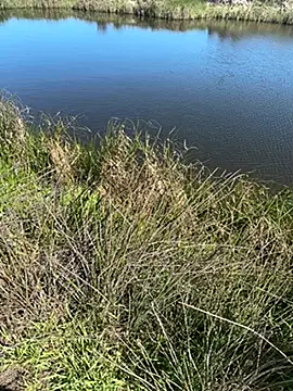 AfricanDesires Webcam Show