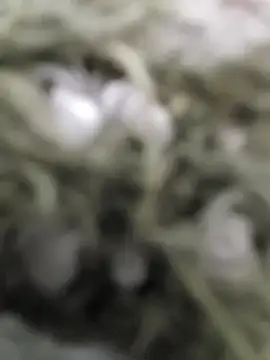 Show de webcam de taku9099