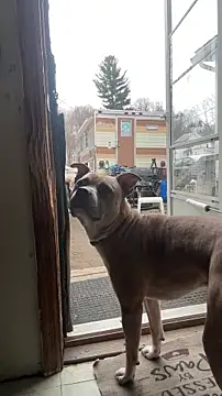 KBONE36 Live XXX-chat