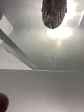 Webkamerová show BobKat