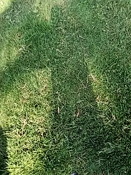 Show modela dolphiinn na web-kameri