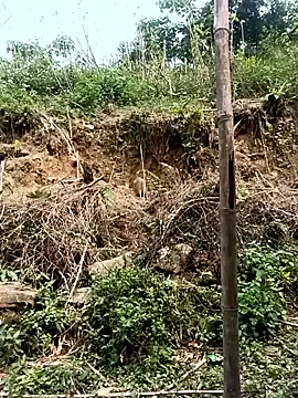 Hoa-tuylip 웹캠 쇼