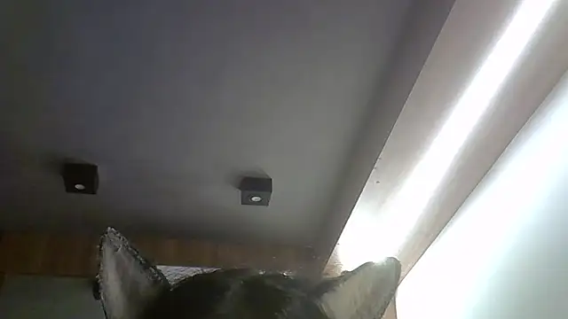 SkinnyKitten Webcam-Show