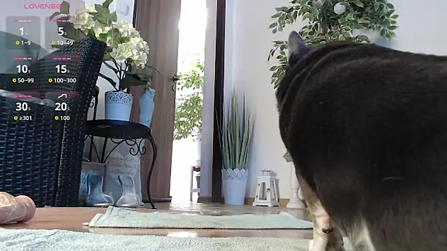 Chat XXX ao vivo de Squirtmania