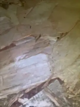 snowmelt1  现场XXX聊天