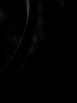 daisylouis Obrolan Langsung XXX