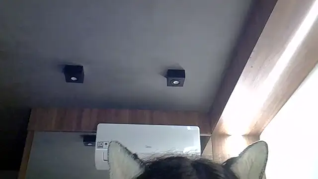 Show de webcam de SkinnyKitten