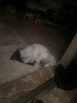 Manson13333 Live XXX-chat