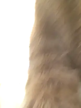 Dayana2022 – Live XXX-chat