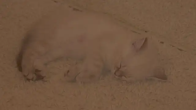 Chatroom XXX en direct de arizonasunrise