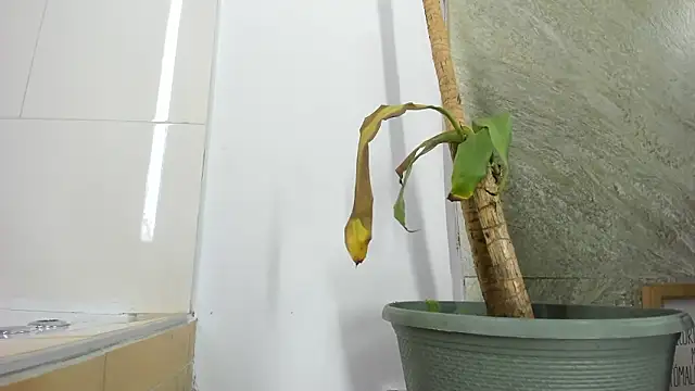 Mick-lollipop Pertunjukan Webcam