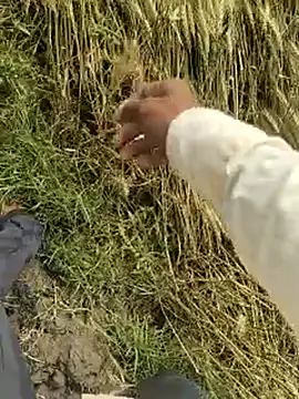 عرض كام ThethunderPo