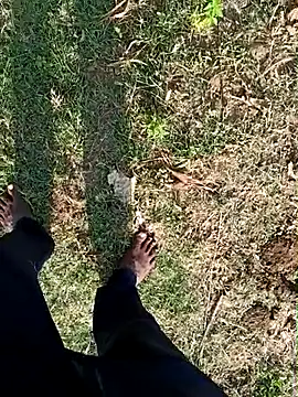 โชว์เว็บแคมของ dolphiinn