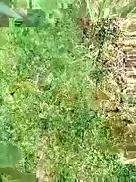 โชว์เว็บแคมของ FinableKnee