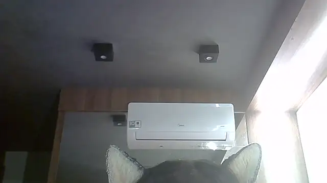 Pertunjukan Kamera Web SkinnyKitten