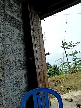 kalara_kail 라이브 XXX 채팅