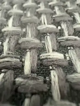 Pertunjukan Kamera Web nastycock