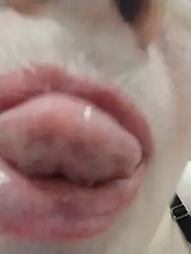 Chatroom XXX en direct de SalientClean