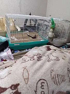 youheikunのウェブカメラショー