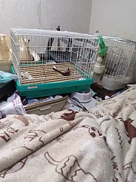 youheikunのウェブカメラショー