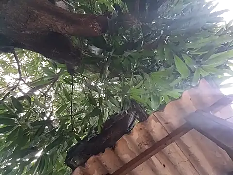 Julix_A live XXX chat