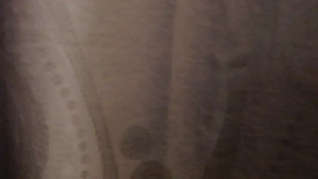 madelene Obrolan Langsung XXX