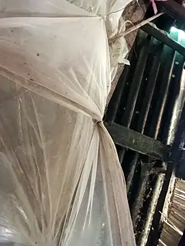 Tina6886 网络视讯表演