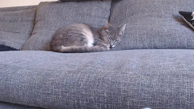 Онлайн чат XXX sexpourvous